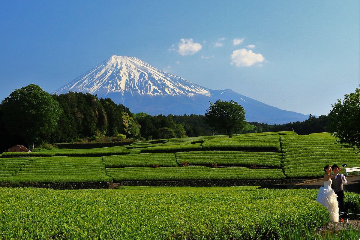 🍵 오부치 차밭(오부치 사사바) 이미지 9